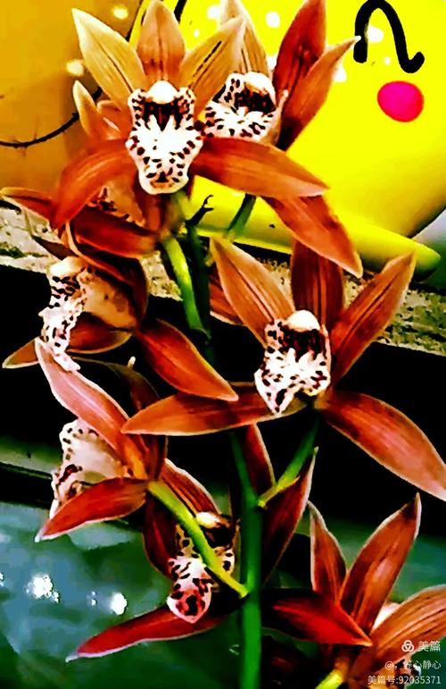 蕙兰的花语和象征意义，蕙兰花的寓意象征-第3张图片-优品飞百科