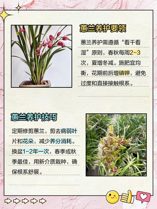 蕙兰的花语和象征意义，蕙兰花的寓意象征-第5张图片-优品飞百科