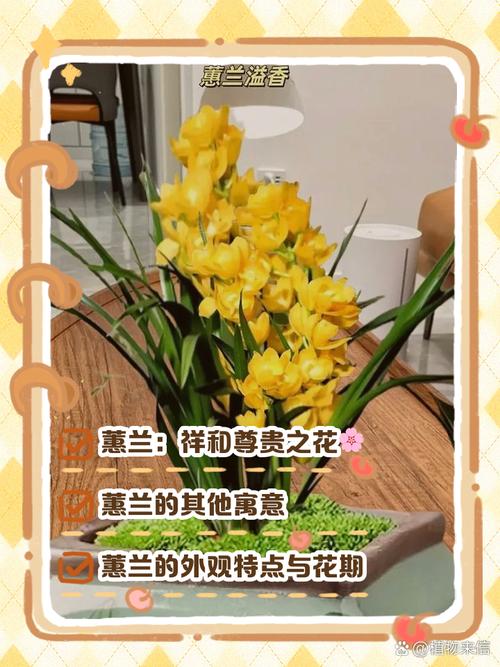 蕙兰的花语和象征意义，蕙兰花的寓意象征-第6张图片-优品飞百科