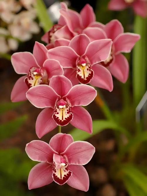 蕙兰的花语和象征意义，蕙兰花的寓意象征-第7张图片-优品飞百科