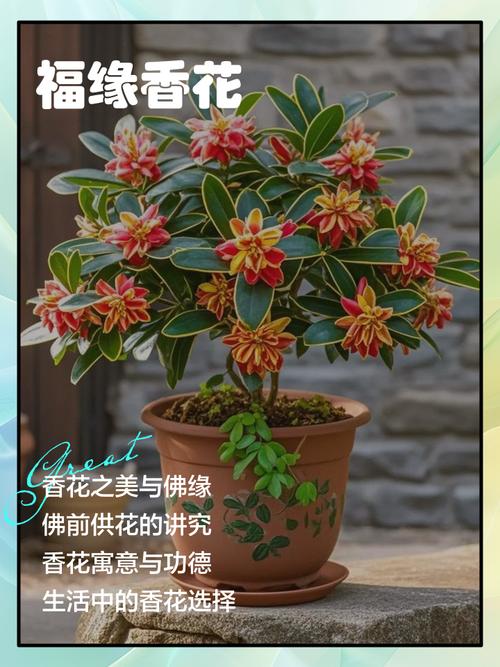 蕙兰的花语和象征意义，蕙兰花的寓意象征-第8张图片-优品飞百科