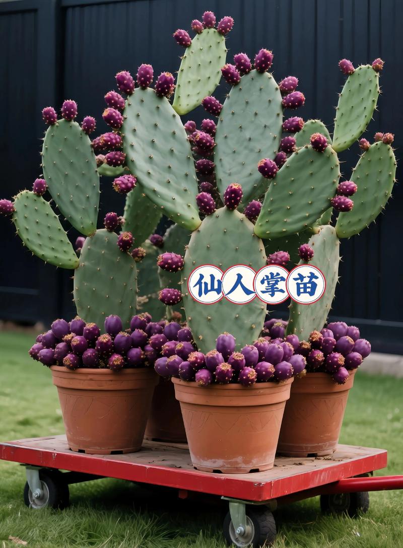 仙人掌果的养殖方法和注意事项，仙人掌果百度百科？