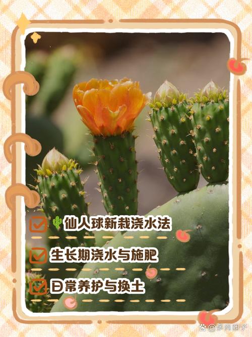 仙人掌果的养殖方法和注意事项,仙人掌果百度百科?-第2张图片-优品飞百科 仙人掌果的养殖方法和注意事项,仙人掌果百度百科?-第2张图片-优品飞百科