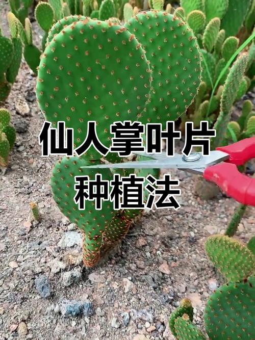 仙人掌果的养殖方法和注意事项,仙人掌果百度百科?-第4张图片-优品飞百科 仙人掌果的养殖方法和注意事项,仙人掌果百度百科?-第4张图片-优品飞百科