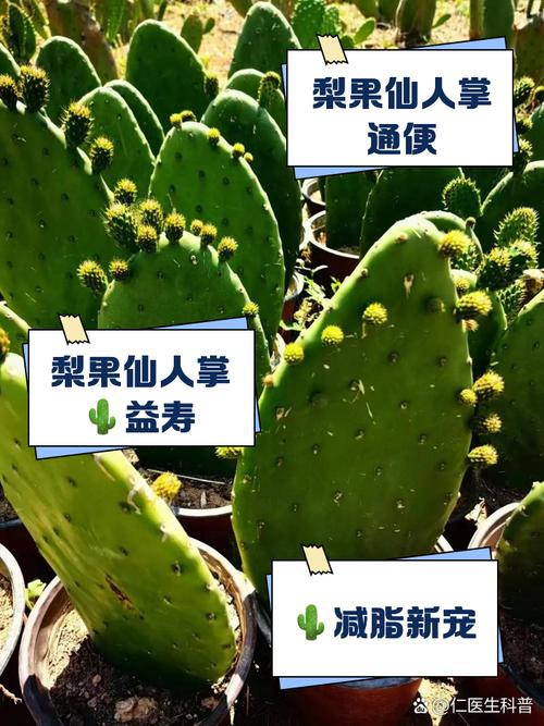 仙人掌果的养殖方法和注意事项,仙人掌果百度百科?-第7张图片-优品飞百科 仙人掌果的养殖方法和注意事项,仙人掌果百度百科?-第7张图片-优品飞百科