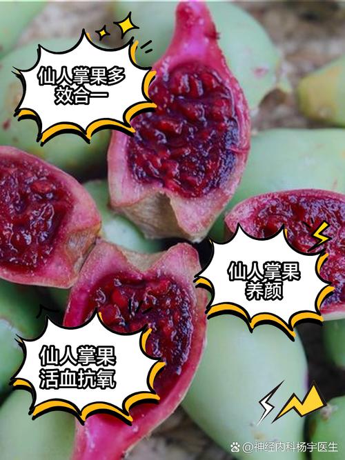 仙人掌果的养殖方法和注意事项,仙人掌果百度百科?-第8张图片-优品飞百科 仙人掌果的养殖方法和注意事项,仙人掌果百度百科?-第8张图片-优品飞百科