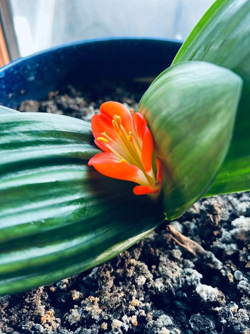 君子兰的寓意？君子兰的寓意和象征？