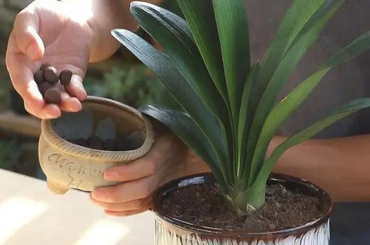 君子兰的寓意？君子兰的寓意和象征？-第2张图片-优品飞百科