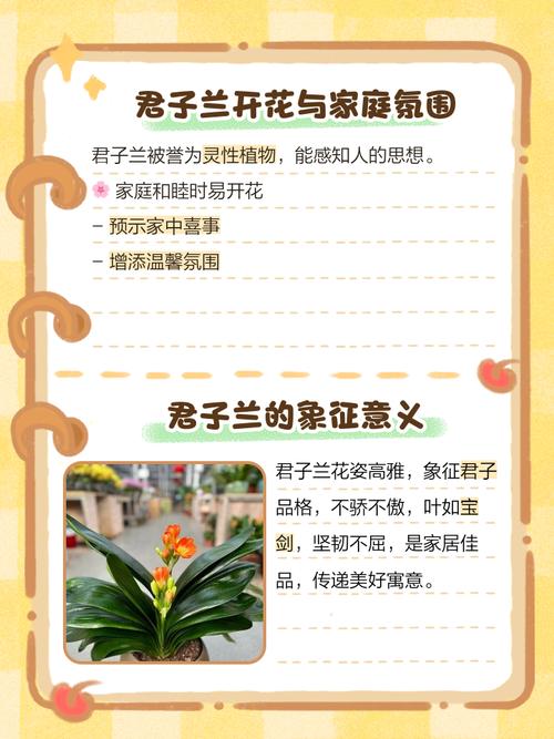 君子兰的寓意？君子兰的寓意和象征？-第3张图片-优品飞百科