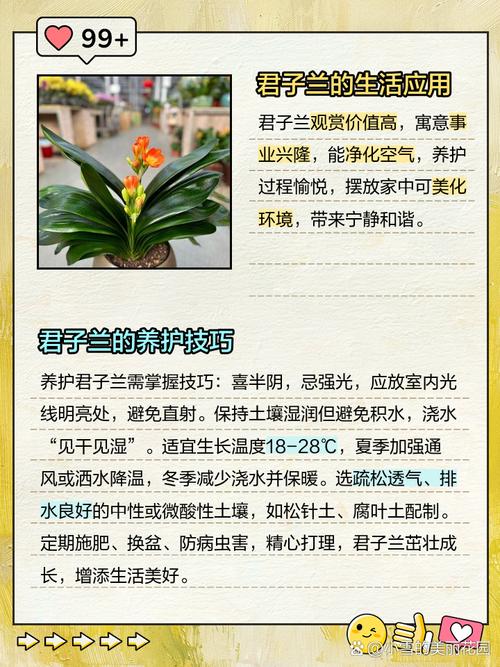 君子兰的寓意？君子兰的寓意和象征？-第4张图片-优品飞百科