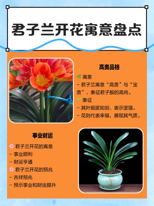 君子兰的寓意？君子兰的寓意和象征？-第5张图片-优品飞百科
