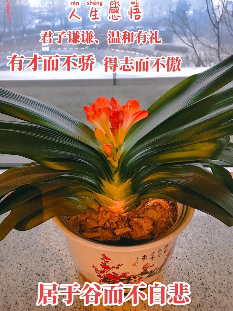 君子兰的寓意？君子兰的寓意和象征？-第6张图片-优品飞百科