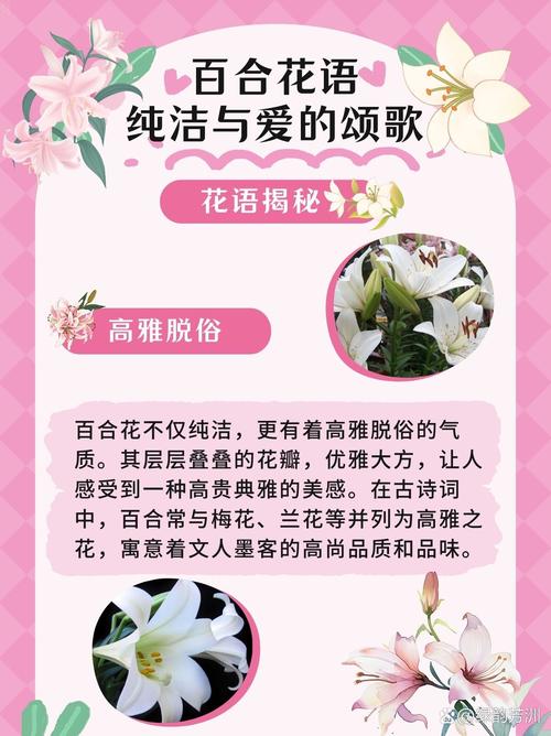 百合花的花语,百合花的花语和寓意-第2张图片-优品飞百科 百合花的花语,百合花的花语和寓意-第2张图片-优品飞百科