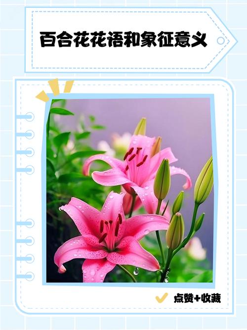 百合花的花语,百合花的花语和寓意-第3张图片-优品飞百科 百合花的花语,百合花的花语和寓意-第3张图片-优品飞百科