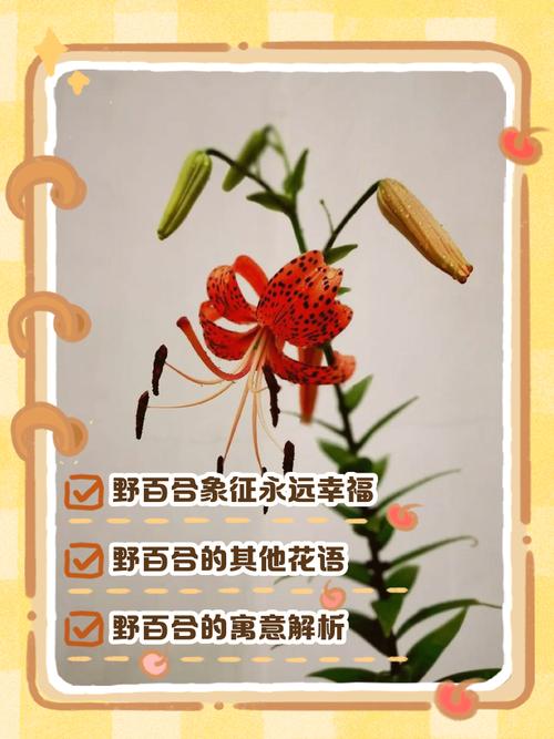 百合花的花语,百合花的花语和寓意-第4张图片-优品飞百科 百合花的花语,百合花的花语和寓意-第4张图片-优品飞百科