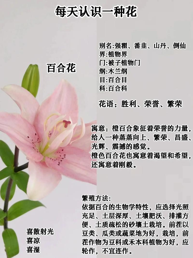 百合花的花语,百合花的花语和寓意-第6张图片-优品飞百科 百合花的花语,百合花的花语和寓意-第6张图片-优品飞百科
