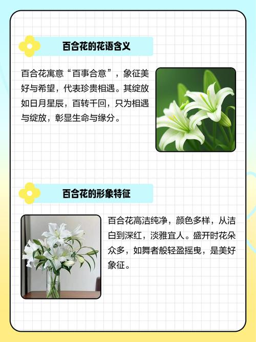 百合花的花语,百合花的花语和寓意-第7张图片-优品飞百科 百合花的花语,百合花的花语和寓意-第7张图片-优品飞百科