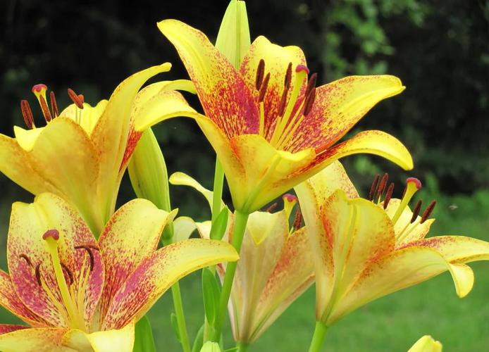 百合花的花语,百合花的花语和寓意-第8张图片-优品飞百科 百合花的花语,百合花的花语和寓意-第8张图片-优品飞百科