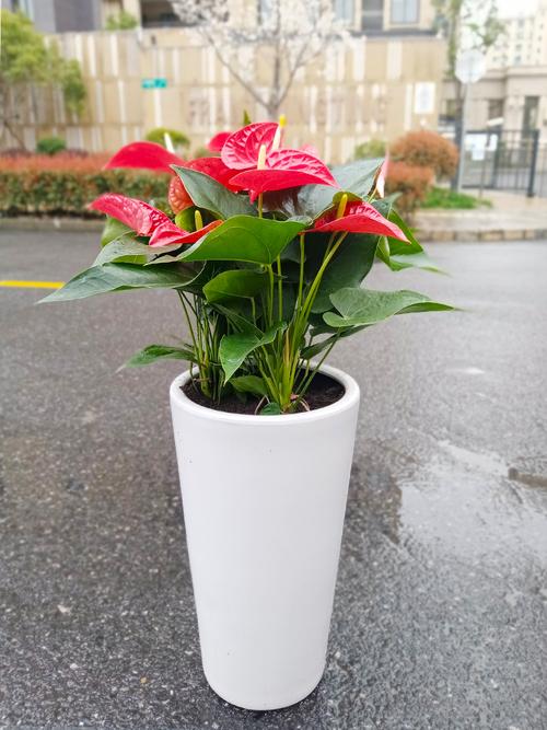 红掌能摆在办公室吗，红掌的风水寓意办公室？