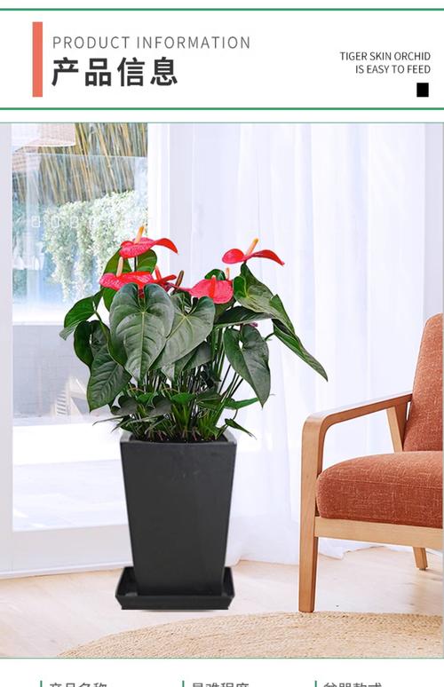 红掌能摆在办公室吗，红掌的风水寓意办公室？-第2张图片-优品飞百科