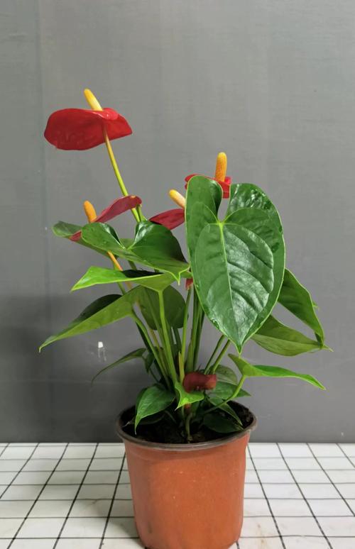 红掌能摆在办公室吗，红掌的风水寓意办公室？-第3张图片-优品飞百科