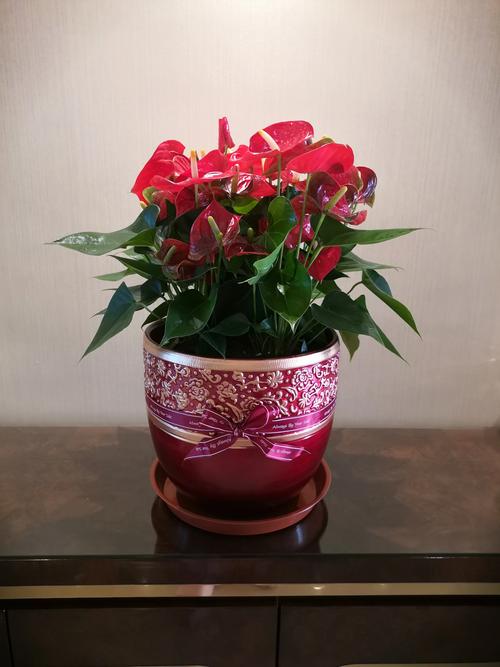 红掌能摆在办公室吗，红掌的风水寓意办公室？-第5张图片-优品飞百科