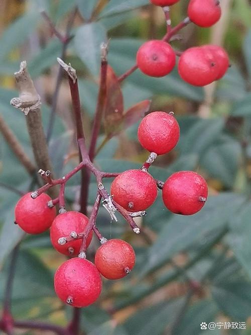 南天竹的果实可以吃吗,吃多少会中毒?南天竹果子泡水喝功效?-第1张图片-优品飞百科 南天竹的果实可以吃吗,吃多少会中毒?南天竹果子泡水喝功效?-第1张图片-优品飞百科