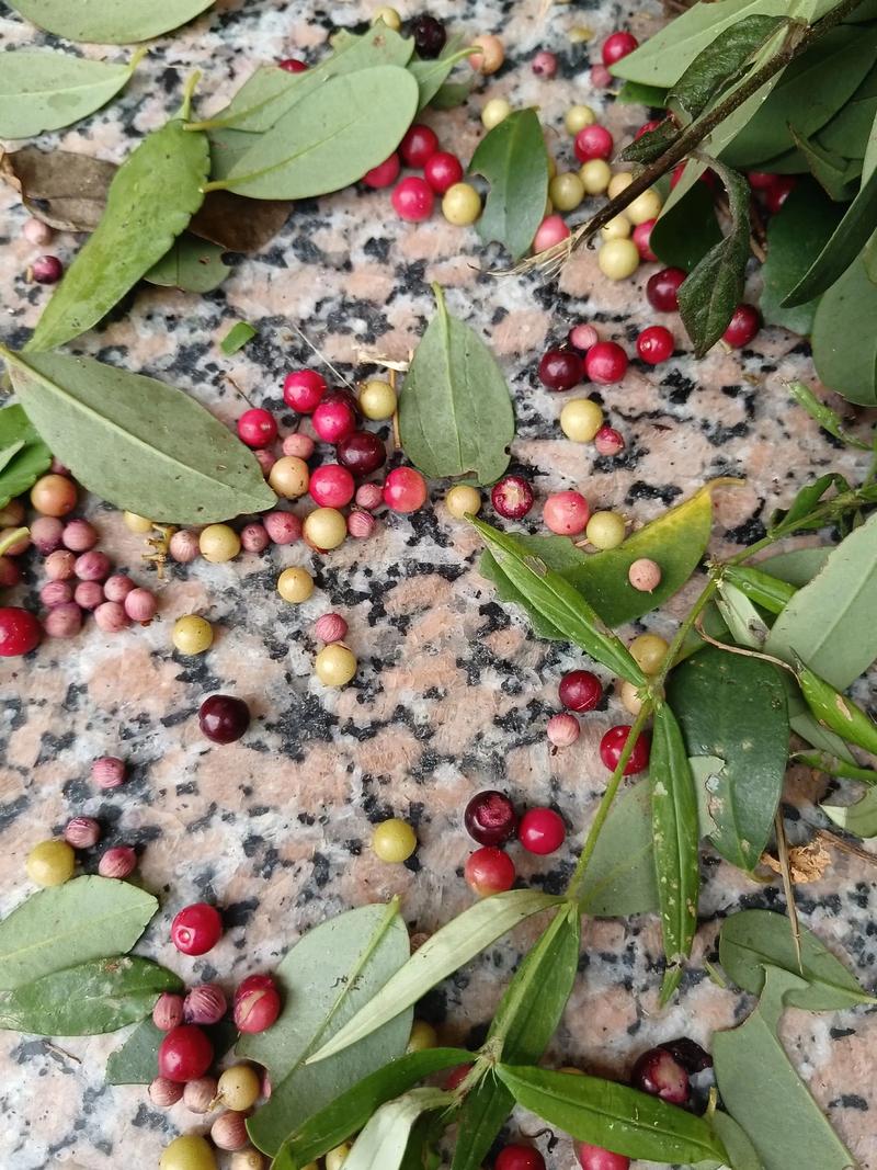 南天竹的果实可以吃吗,吃多少会中毒?南天竹果子泡水喝功效?-第2张图片-优品飞百科 南天竹的果实可以吃吗,吃多少会中毒?南天竹果子泡水喝功效?-第2张图片-优品飞百科