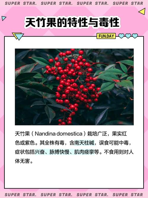 南天竹的果实可以吃吗,吃多少会中毒?南天竹果子泡水喝功效?-第3张图片-优品飞百科 南天竹的果实可以吃吗,吃多少会中毒?南天竹果子泡水喝功效?-第3张图片-优品飞百科