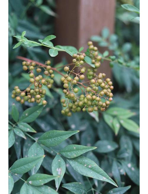 南天竹的果实可以吃吗,吃多少会中毒?南天竹果子泡水喝功效?-第5张图片-优品飞百科 南天竹的果实可以吃吗,吃多少会中毒?南天竹果子泡水喝功效?-第5张图片-优品飞百科