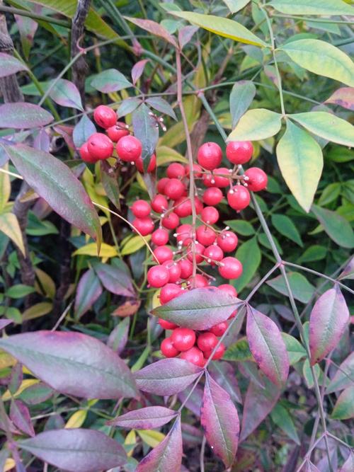 南天竹的果实可以吃吗,吃多少会中毒?南天竹果子泡水喝功效?-第7张图片-优品飞百科 南天竹的果实可以吃吗,吃多少会中毒?南天竹果子泡水喝功效?-第7张图片-优品飞百科