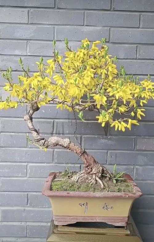 连翘可以在家盆栽吗，用多大的盆，连翘能盆栽吗-第2张图片-优品飞百科