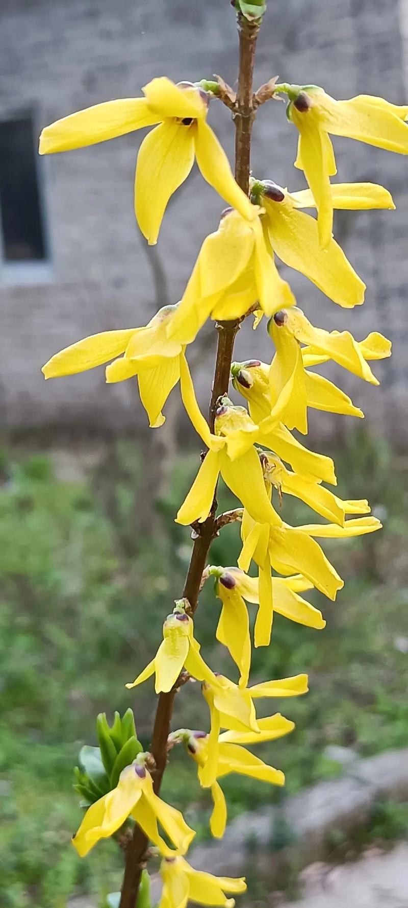 连翘可以在家盆栽吗，用多大的盆，连翘能盆栽吗-第3张图片-优品飞百科