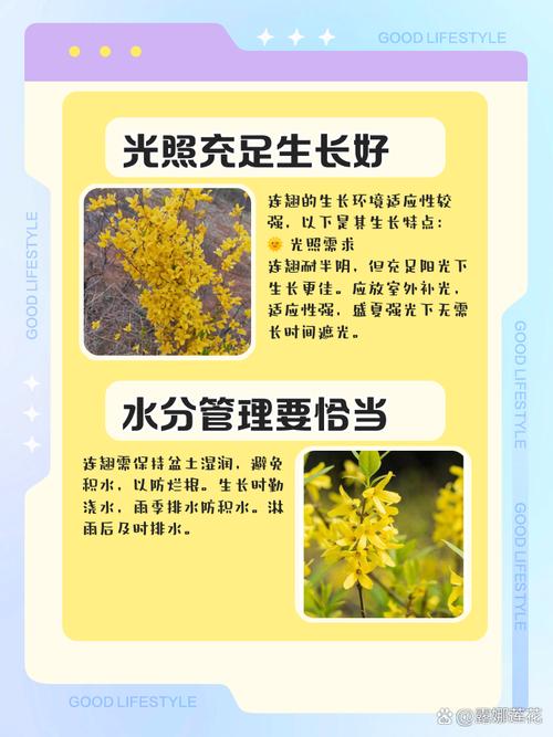 连翘可以在家盆栽吗，用多大的盆，连翘能盆栽吗-第4张图片-优品飞百科