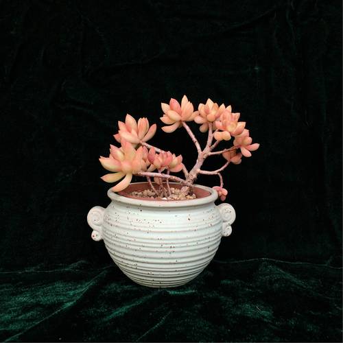 黄丽的花语是什么？黄丽花的样子？-第1张图片-优品飞百科