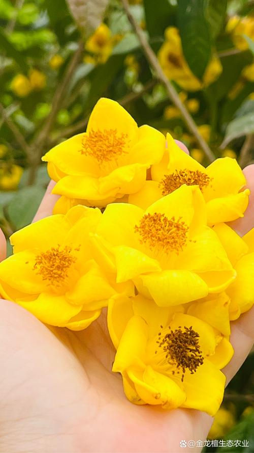 黄丽的花语是什么？黄丽花的样子？-第2张图片-优品飞百科