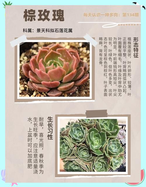 黄丽的花语是什么？黄丽花的样子？-第3张图片-优品飞百科
