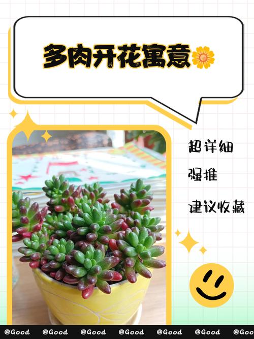 黄丽的花语是什么？黄丽花的样子？-第6张图片-优品飞百科