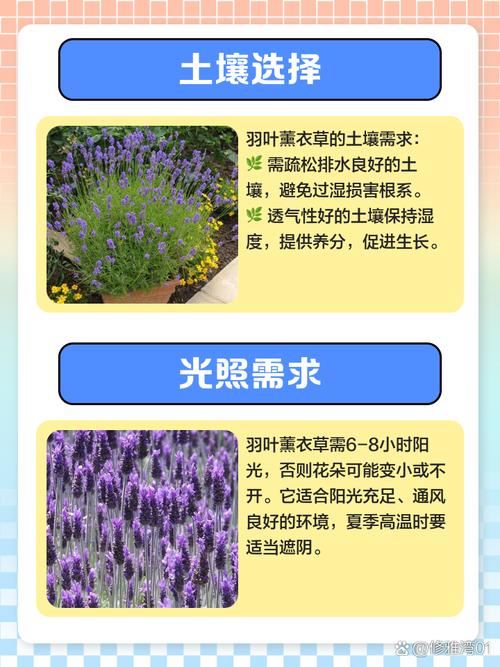 羽叶薰衣草的功效与作用，羽叶薰衣草的功效与作用及禁忌-第2张图片-优品飞百科