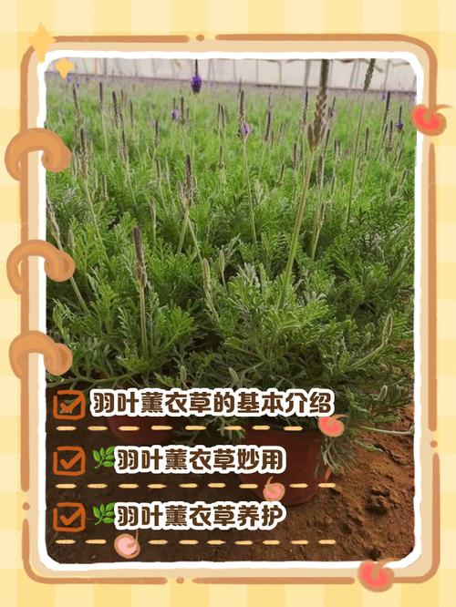 羽叶薰衣草的功效与作用，羽叶薰衣草的功效与作用及禁忌-第3张图片-优品飞百科