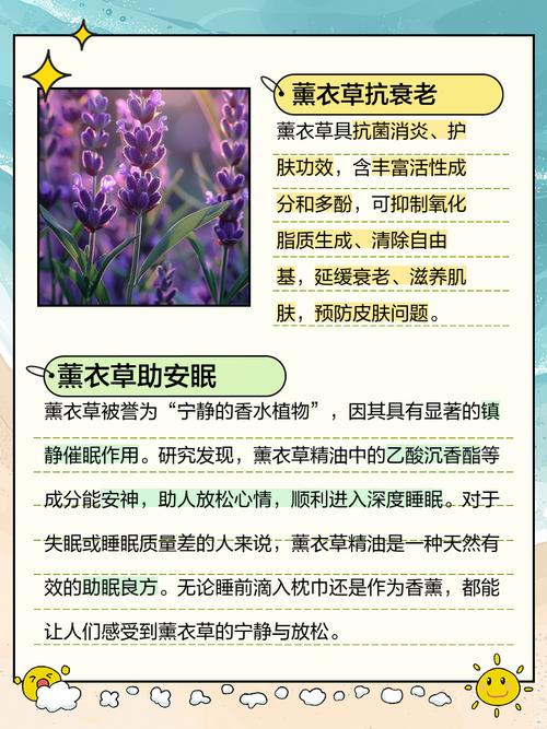 羽叶薰衣草的功效与作用，羽叶薰衣草的功效与作用及禁忌-第4张图片-优品飞百科