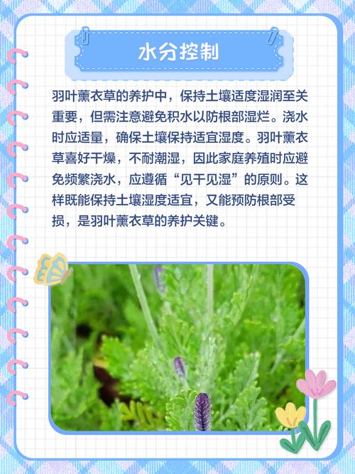 羽叶薰衣草的功效与作用，羽叶薰衣草的功效与作用及禁忌-第5张图片-优品飞百科