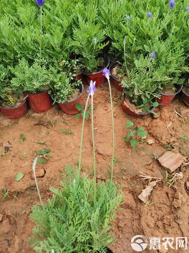 羽叶薰衣草的功效与作用，羽叶薰衣草的功效与作用及禁忌-第6张图片-优品飞百科