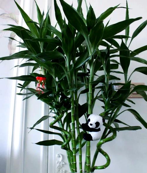 富贵竹风水摆放禁忌,富贵竹怎么摆放才正确,富贵竹怎样摆放风水好-第1张图片-优品飞百科 富贵竹风水摆放禁忌,富贵竹怎么摆放才正确,富贵竹怎样摆放风水好-第1张图片-优品飞百科