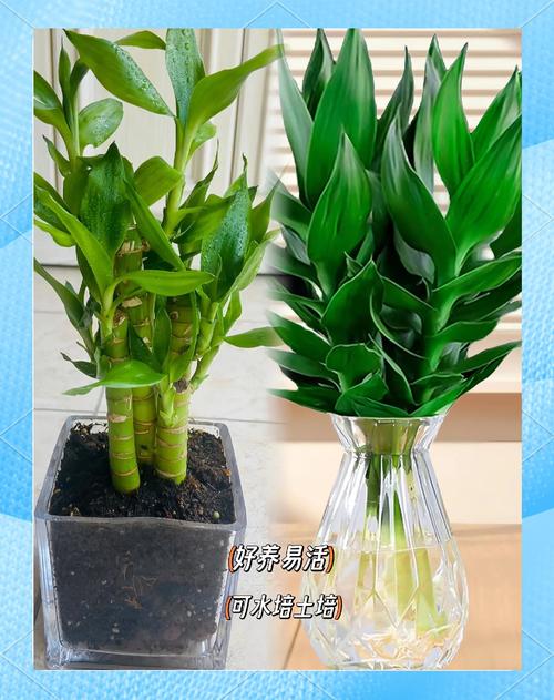 富贵竹风水摆放禁忌,富贵竹怎么摆放才正确,富贵竹怎样摆放风水好-第2张图片-优品飞百科 富贵竹风水摆放禁忌,富贵竹怎么摆放才正确,富贵竹怎样摆放风水好-第2张图片-优品飞百科