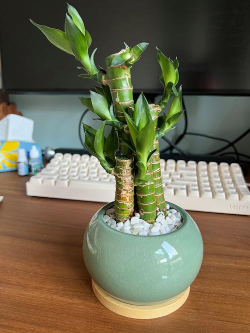 富贵竹风水摆放禁忌,富贵竹怎么摆放才正确,富贵竹怎样摆放风水好-第3张图片-优品飞百科 富贵竹风水摆放禁忌,富贵竹怎么摆放才正确,富贵竹怎样摆放风水好-第3张图片-优品飞百科