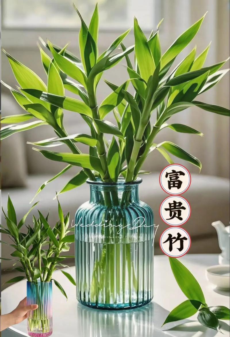 富贵竹风水摆放禁忌,富贵竹怎么摆放才正确,富贵竹怎样摆放风水好-第4张图片-优品飞百科 富贵竹风水摆放禁忌,富贵竹怎么摆放才正确,富贵竹怎样摆放风水好-第4张图片-优品飞百科