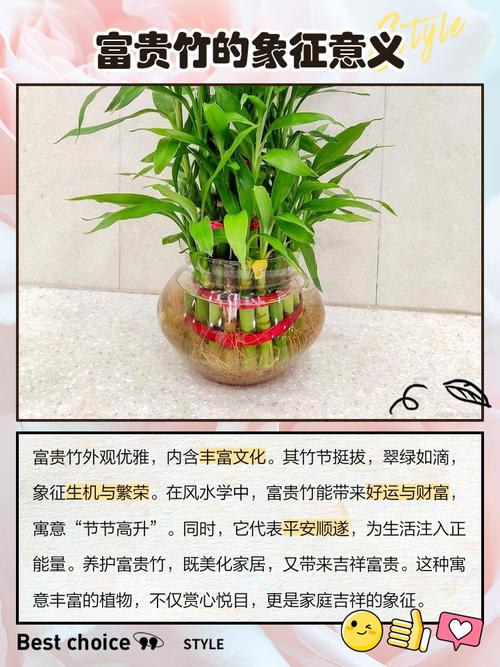 富贵竹风水摆放禁忌,富贵竹怎么摆放才正确,富贵竹怎样摆放风水好-第5张图片-优品飞百科 富贵竹风水摆放禁忌,富贵竹怎么摆放才正确,富贵竹怎样摆放风水好-第5张图片-优品飞百科