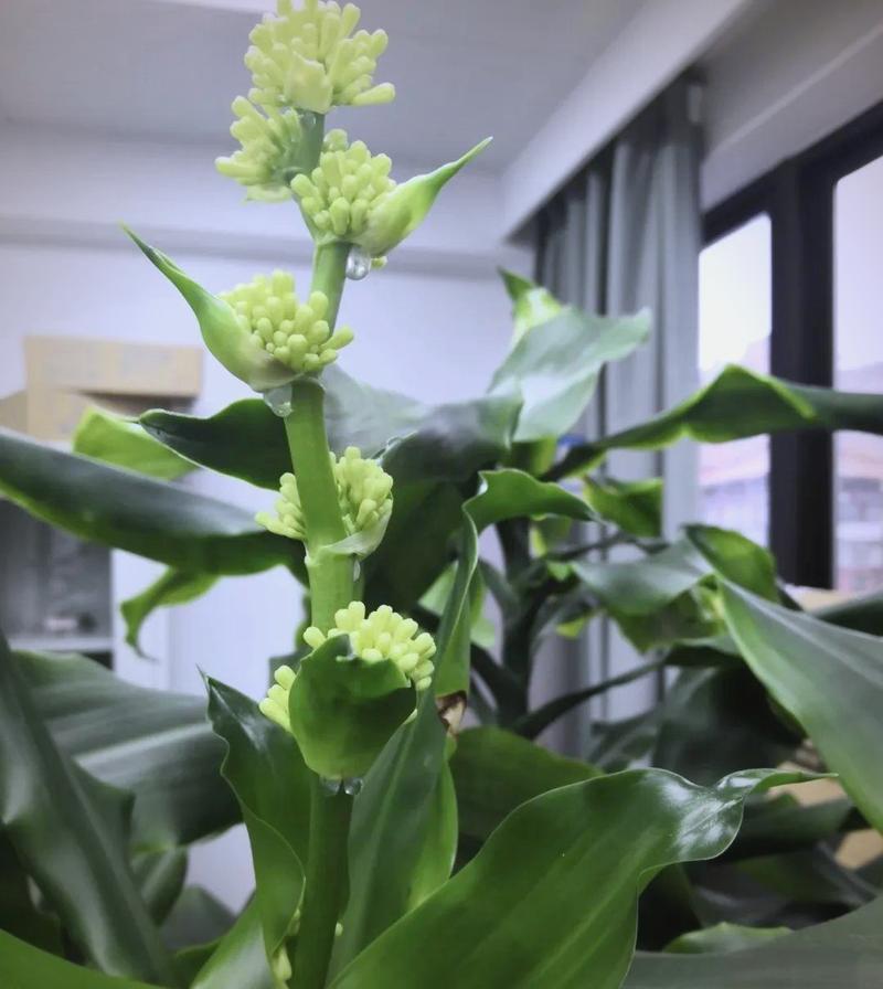 富贵竹风水摆放禁忌,富贵竹怎么摆放才正确,富贵竹怎样摆放风水好-第6张图片-优品飞百科 富贵竹风水摆放禁忌,富贵竹怎么摆放才正确,富贵竹怎样摆放风水好-第6张图片-优品飞百科