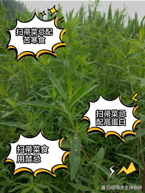 扫帚菜的吃法，扫帚菜10种最佳吃法？